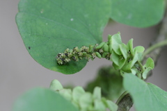 Cissampelos pareira var. hirsuta